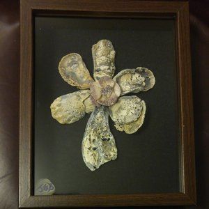 Shell Flower 9 x 12 inch shadow box